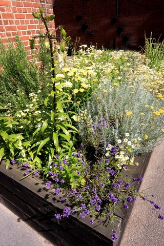 small herb bed